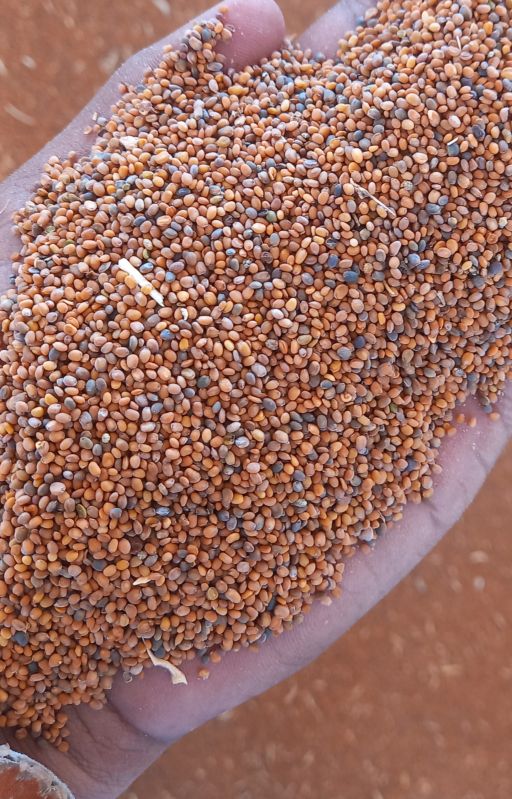 Organic Taramira Seeds, for Agriculture, Style : Dried
