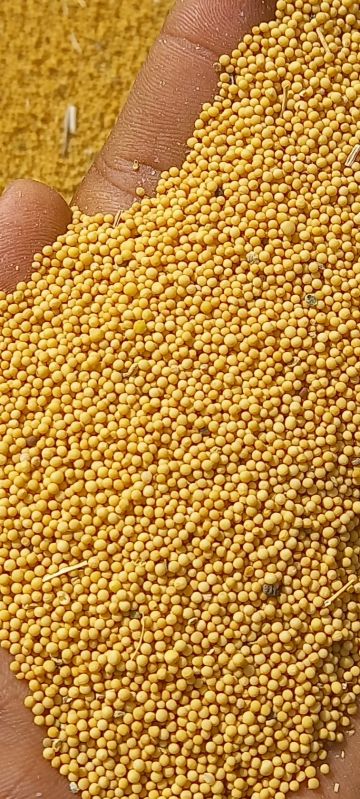 Granules Yellow Mustard Seeds At Rs Kilogram In Jodhpur Adarsh Traders