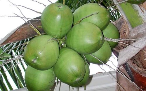 Organic Tender Coconut