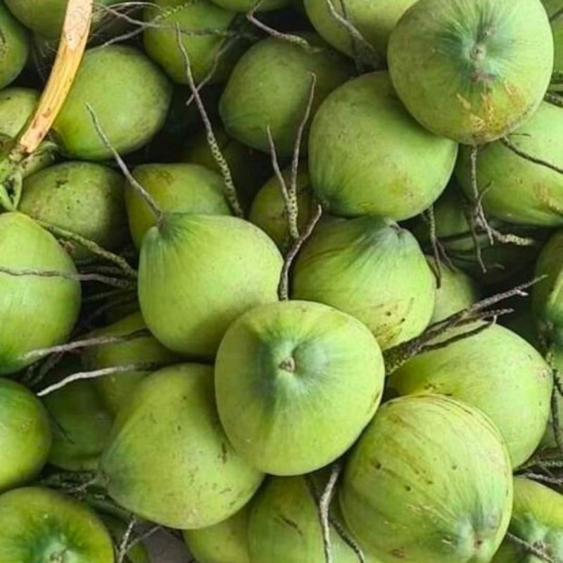 Natural Pure Tender Coconut, Feature : High Nutrition Value