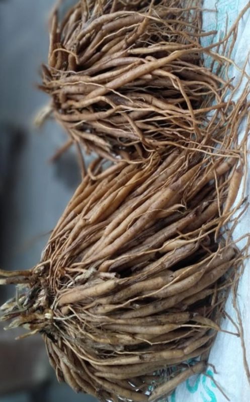 Organic shatavari roots, for Ayurvedic Medicine