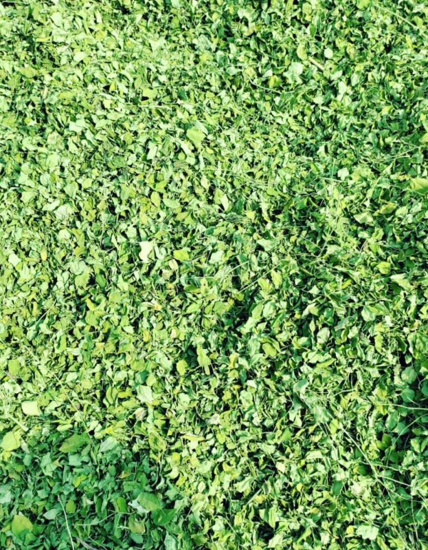 Organic Moringa Dried Leaves, Purity : 100%
