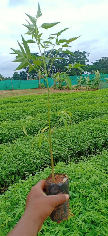 Organic Natural melia dubia plants, for Outdoor Use, Plantation, Color : Green