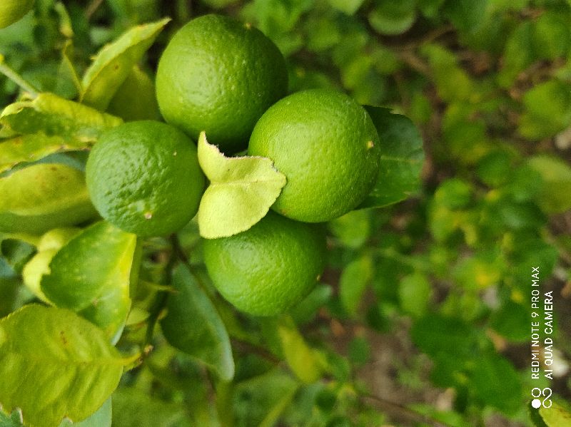 Natural Fresh Green Lemon, for Drinks, Fast Food, Pickles, Feature : Easy To Digest, Reduce Health Issue