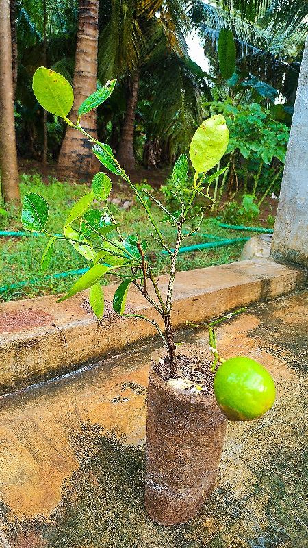 Hybrid Lemon Tree