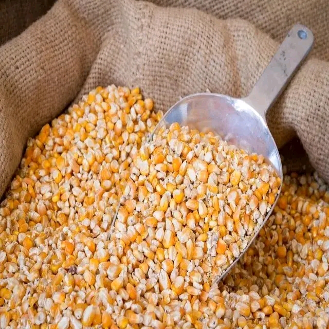 Organic yellow maize, for Consumption, Purity : 99