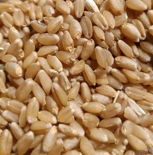 Dried Wheat Seeds, Purity : 99%