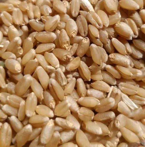 Dried Wheat Seeds