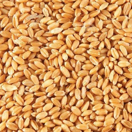 Natural Wheat Seeds