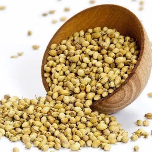 Raw Scooter Coriander Seeds, for Spices, Packaging Type : Plastic Packet
