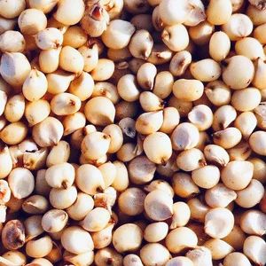 Sorghum Seeds, Feature : Gluten Free, Natural Taste, Non Harmful