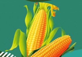 Maize, Shelf Life : 3months