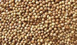 Raw Natural Coriander Seed, for Cosmetics, Spices, Cooking, Form : Granules