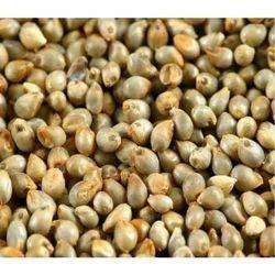 pearl millet