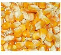 Oval Natural Corn Seeds yellow maize, for Making Popcorn, Human Food, Animal Feed, Style : Fresh