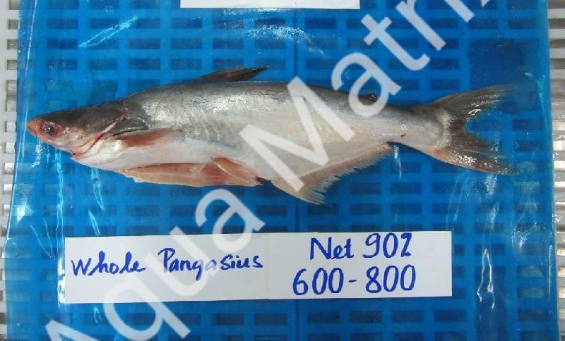 Frozen Pangasius