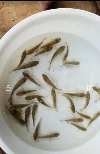 Japani Puti Fish Seeds, Packaging Type : Carton