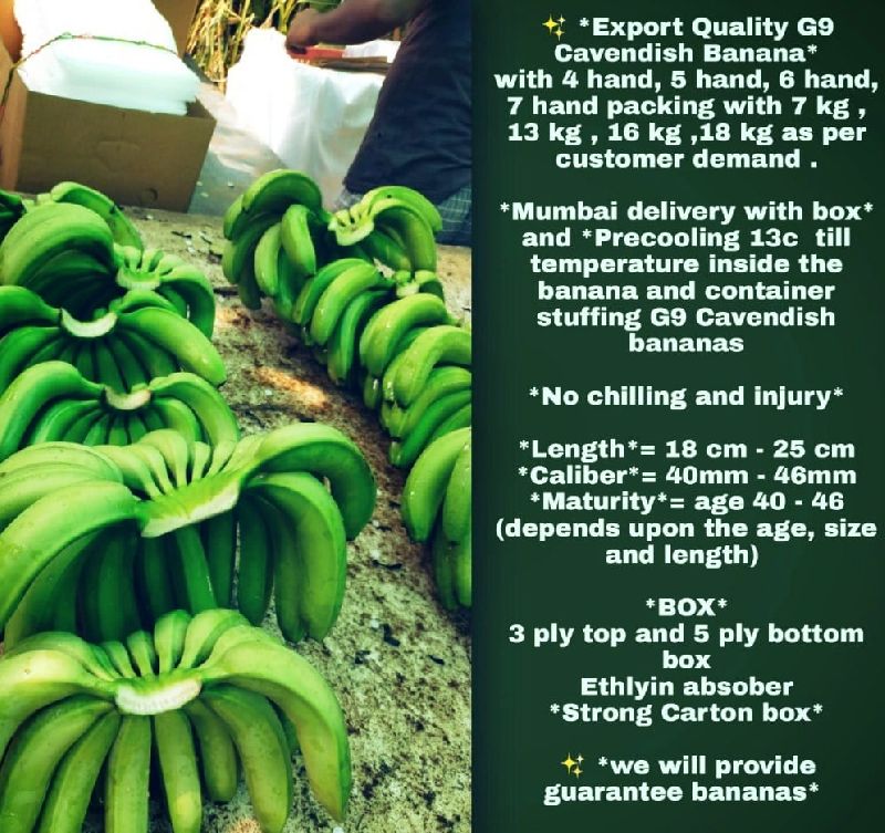 fresh cavendish bananas