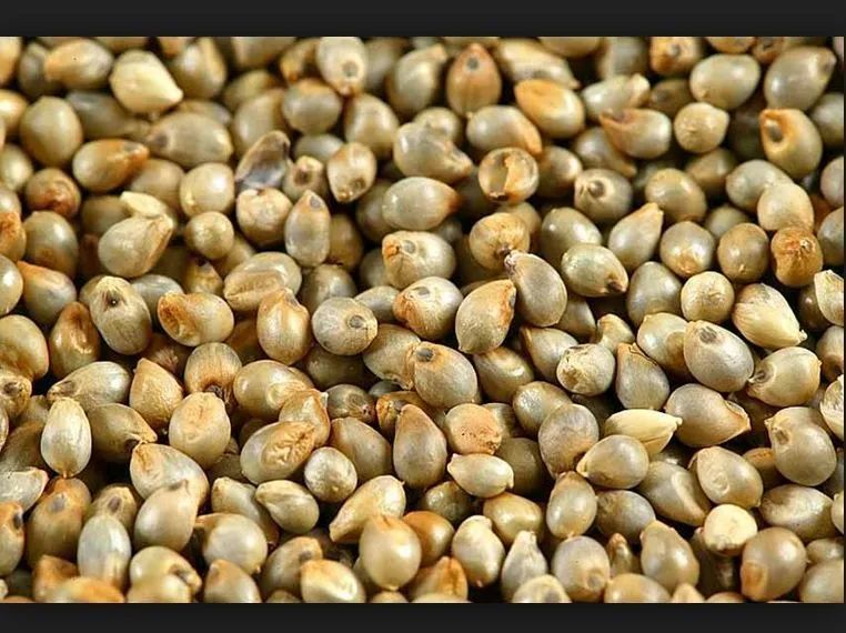 Natural Bajra Seeds, for Cattle Feed, Cooking, Style : Dried