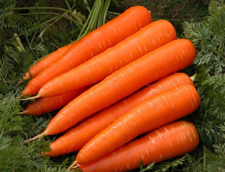Fresh Carrot, for Food, Juice, Pickle, Snacks, Taste : Sweet