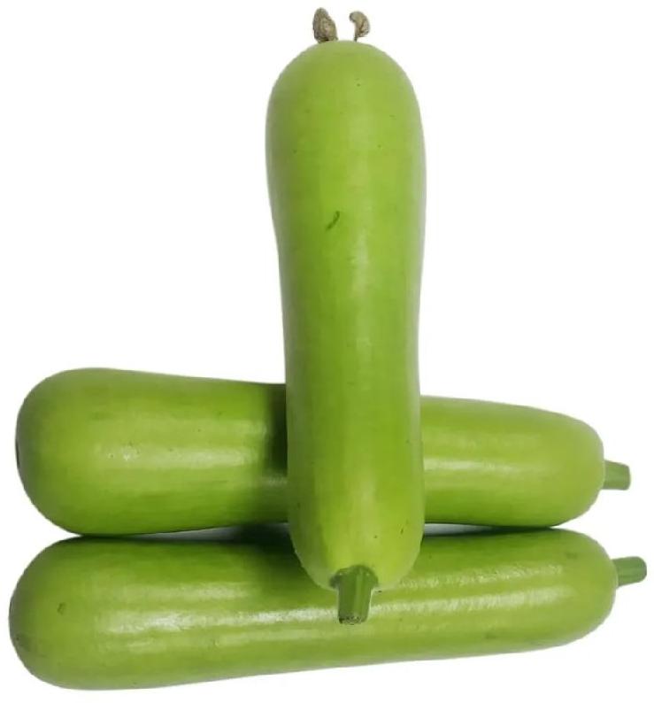 Natural Fresh Bottle Gourd, for Human Consumption, Packaging Size : 30kg