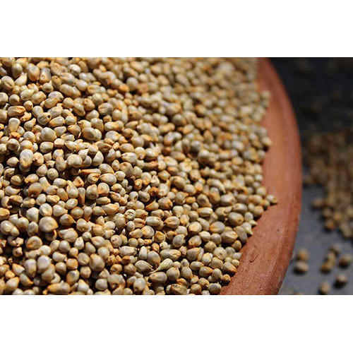Fine Processed Natural Pearl Millet, for Cattle Feed, Cooking, Style : Dried