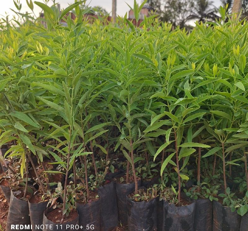 White sandalwood plant