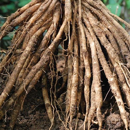 Dried Shatavari Root, Purity : 99.99%