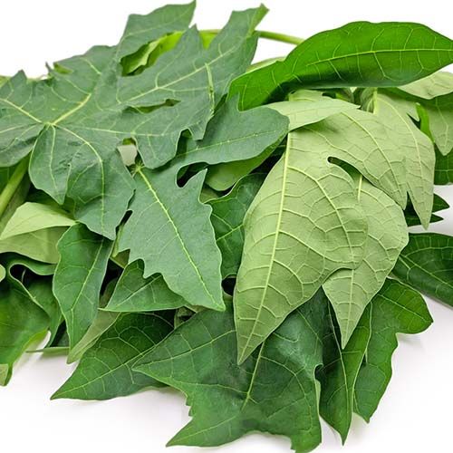Organic Papaya Leaves, Feature : Aromatic Fragrance, Good Flavour, Healthy To Drink