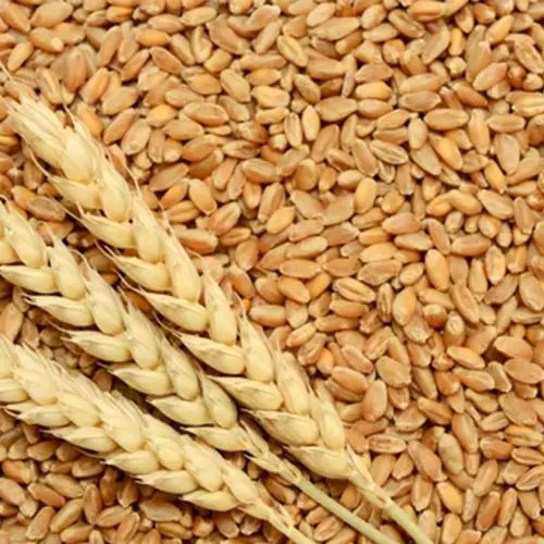 Wheat Seeds, Feature : Non Harmul, Natural Taste, Gluten Free