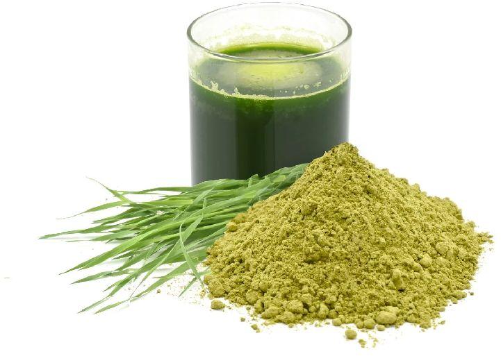 Wheatgrass Powder, Color : Green