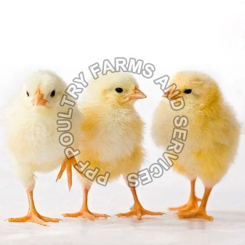 Broiler Chicks, for Poultry Farm, Feature : Disease-free