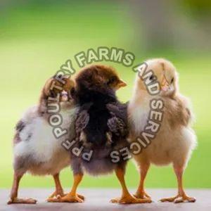 0-250 Gm Desi Chicks, Color : Black, Brown, Dark-brown