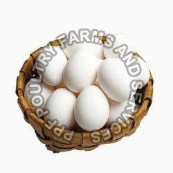 Duck Eggs, for Bakery Use, Human Consumption, Packaging Type : Tray
