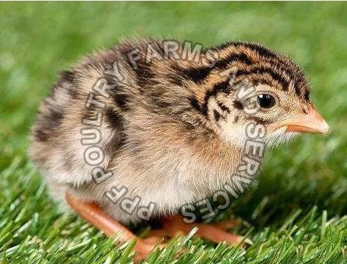 Guinea Fowl Chicks