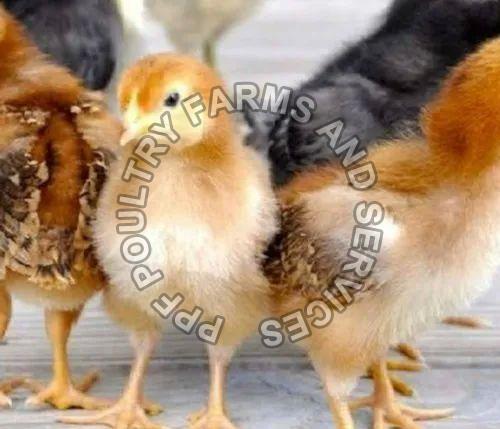 Kaveri Chicks, for Poultry Farm, Feature : Disease-free