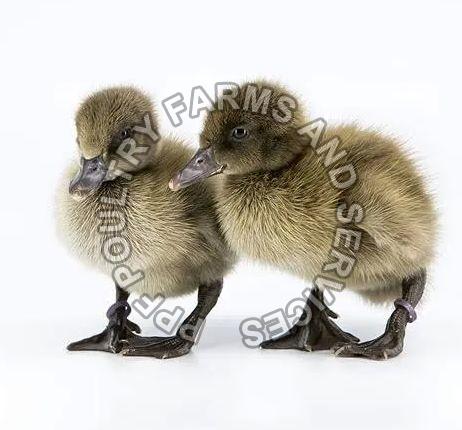 Khaki Campbell Ducklings