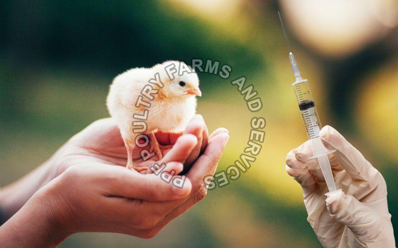 Lasota Strain Vaccine, for Poultry, Packaging Type : Box
