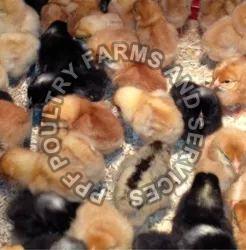 Multicolor Giriraja Chicks, for Poultry Farm, Feature : Disease-free