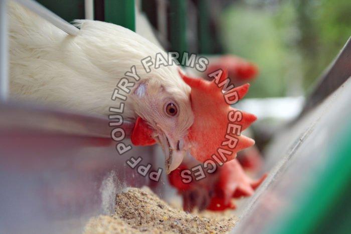 Poultry B-Complex Supplement, Shelf Life : 6 Month