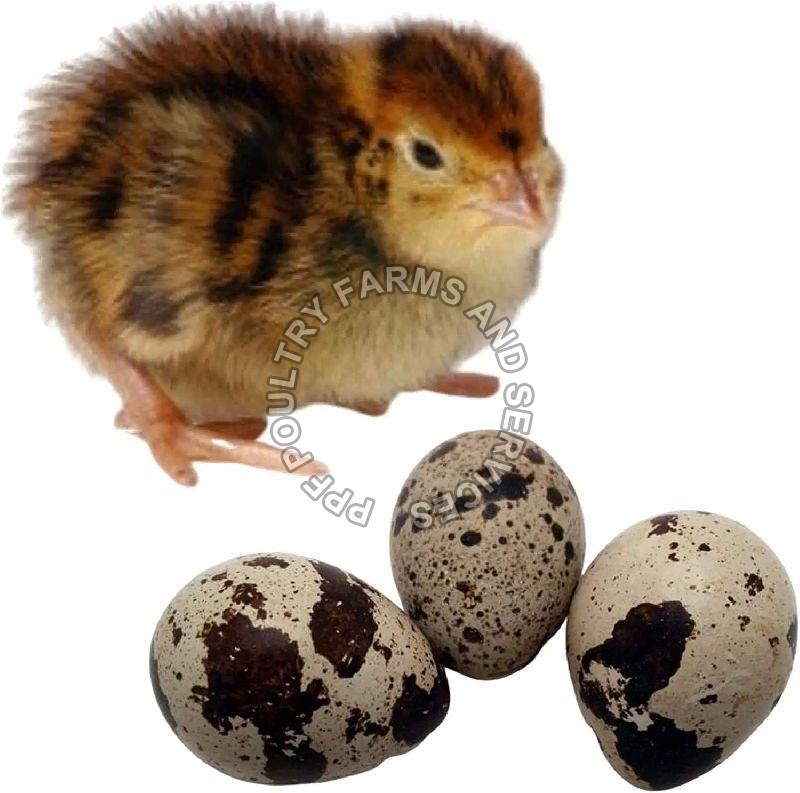Quail Hatching Eggs, Shelf Life : 3months