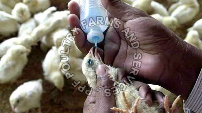 R2B Poultry Vaccine