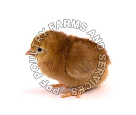 RIR Male Chicks, for Poultry Farm, Feature : Disease-free