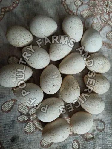 Turkey Hatching Eggs, Shelf Life : 3months