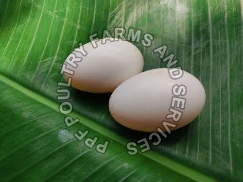 White Pekin Duck Hatching Eggs, Packaging Type : Tray