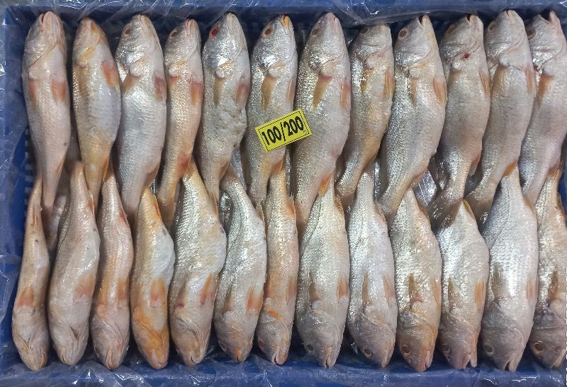 Yellow Croaker, for Cooking, Food, Making Medicine, Making Oil, Feature : Non Harmful, Protein