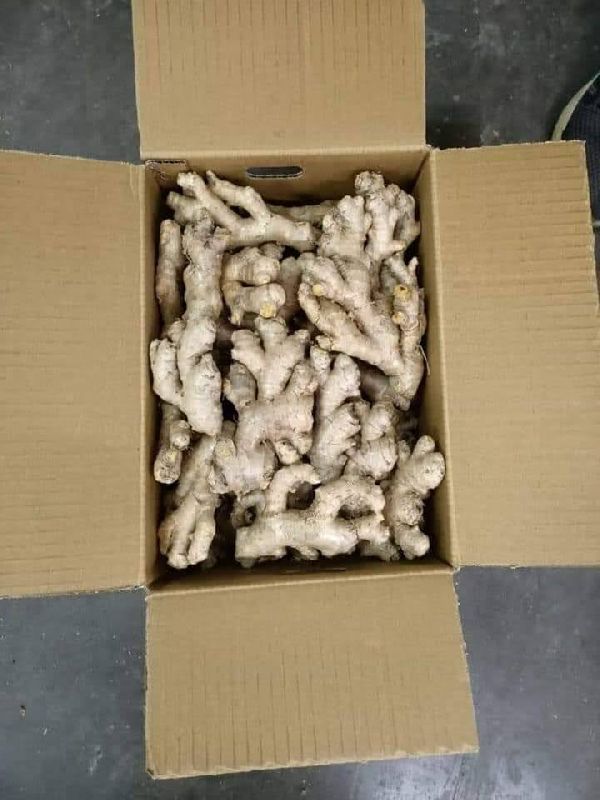 Natural fresh ginger, for Cooking, Medicine, Packaging Size : 20kg, 50kg