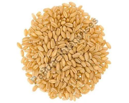 Soft White Wheat