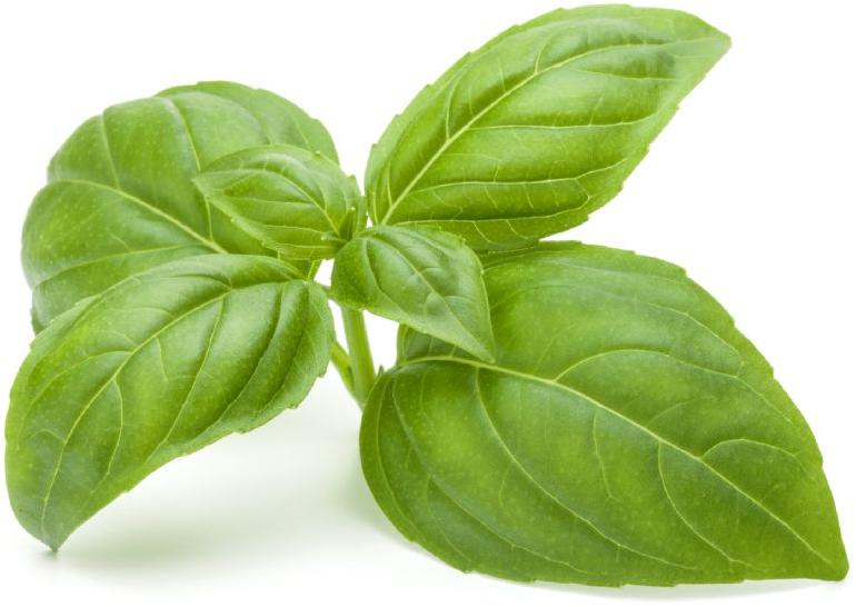 Basil Essential Oil Sweet