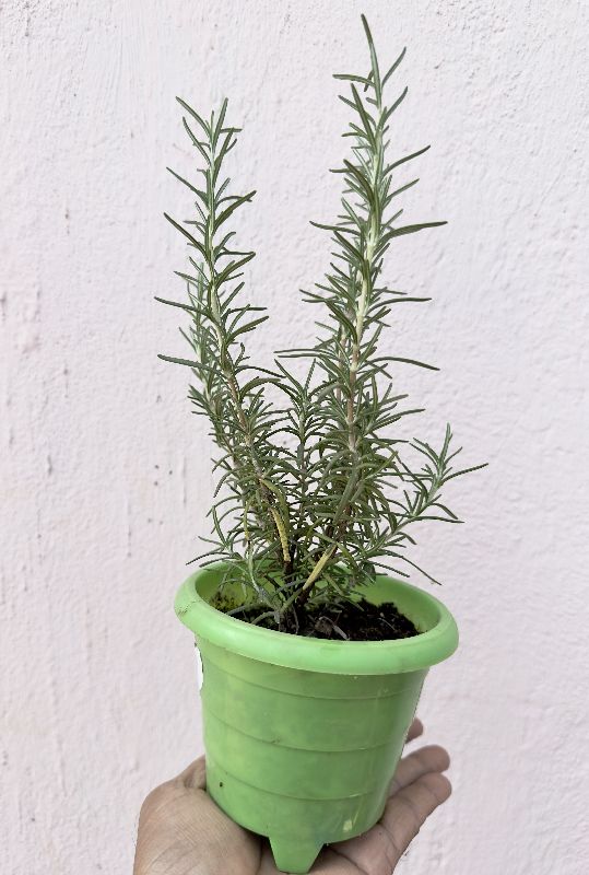 Vivemore Organic Rosemary Live plant, for Food, Cooking, Agriculture, Packaging Type : Plastic Packets